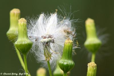 Seed Heads