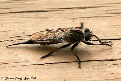 v3/82/65282/3/49345841.RobberFly2copy.jpg