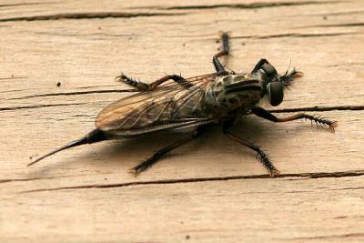 v3/82/65282/3/49345842.RobberFly3.jpg