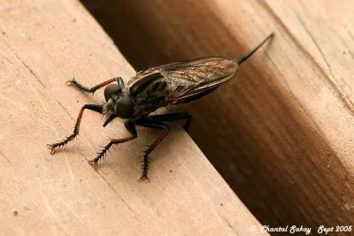 v3/82/65282/3/49345843.RobberFly.jpg