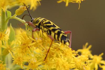 Locust Borer