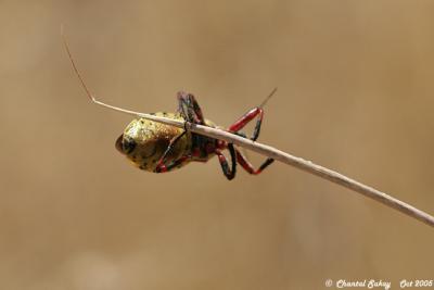 Assassin Bug 