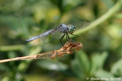 Dragonfly spp.