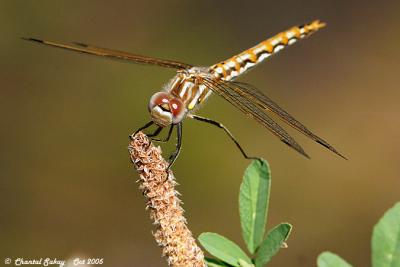 Variegated Meadowhawk - Female