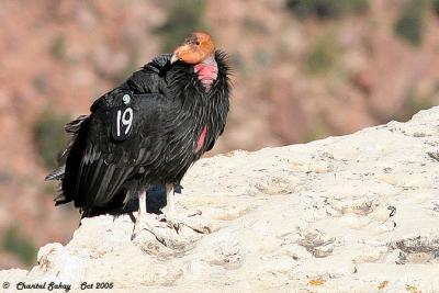 California Condor # 19