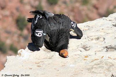 California Condor # 19