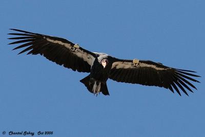 California Condor # 36