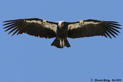 California Condor # 36