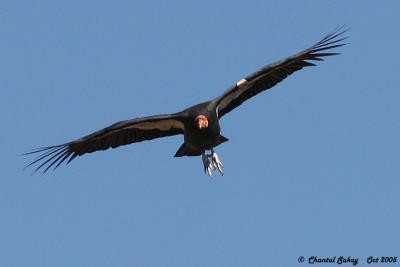 California Condor - Unknown