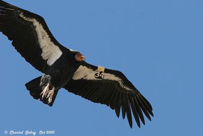 California Condor # 34