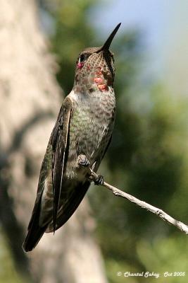 Hummingbird sp.