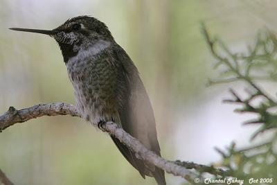 Broad-tailed Hummingbird