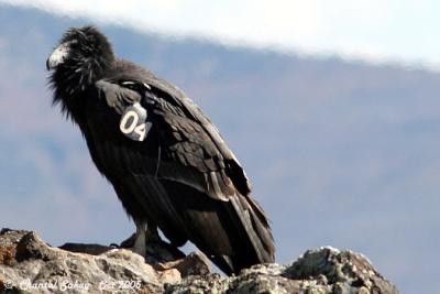 California Condor # 04 - Juvenile