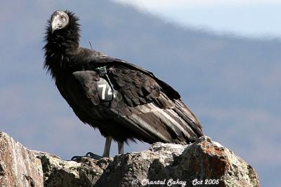 California Condor # 74 - Juvenile