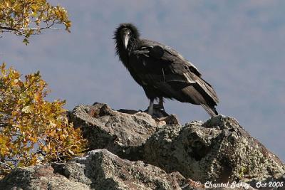 California Condor - Unknown Juvenile