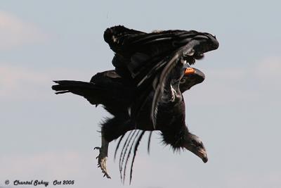 California Condor - Unknown Juvenile