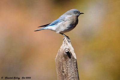 Mountain Bluebird