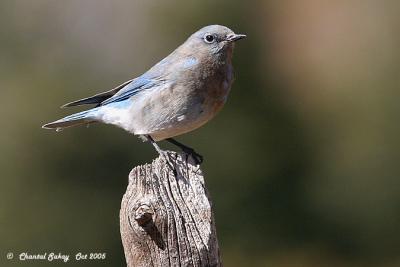 Mountain Bluebird