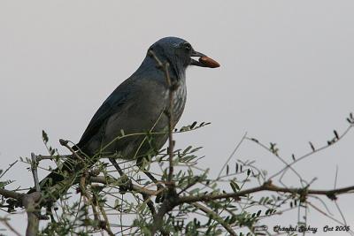 Western Scrub Jay