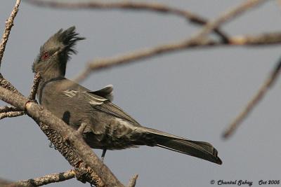 Phainopepla