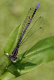 Variable Dancer - Male