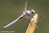 Great Blue Skimmer - Male