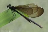 Ebony Jewelwing - Female