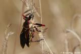 Assassin Bug