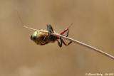 Assassin Bug 