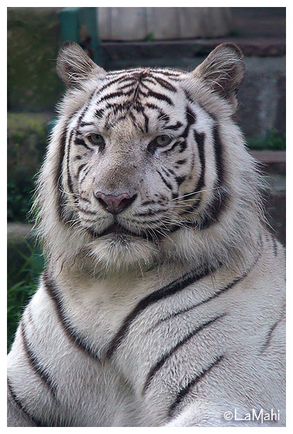 White tiger