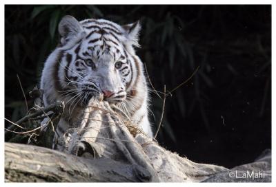 White tiger playing (juvenile)