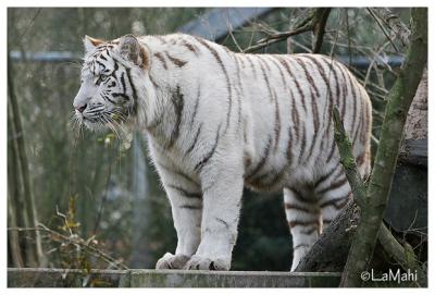 White tiger (juvenile)