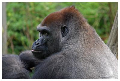 Bokito - Western lowland gorilla