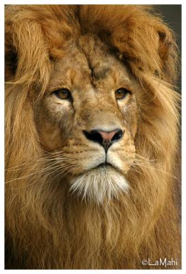 Portrait of Azlan - African lion