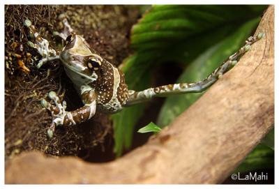 Amazone Milky treefrog