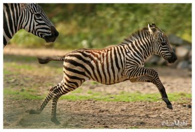 Zebra's playing