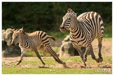 Zebra's playing