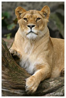 Lioness staring