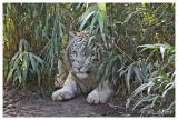 White tiger (juvenile)