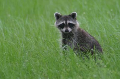 Test Shots with the new-to-me 400mm Tamron Lens!!!