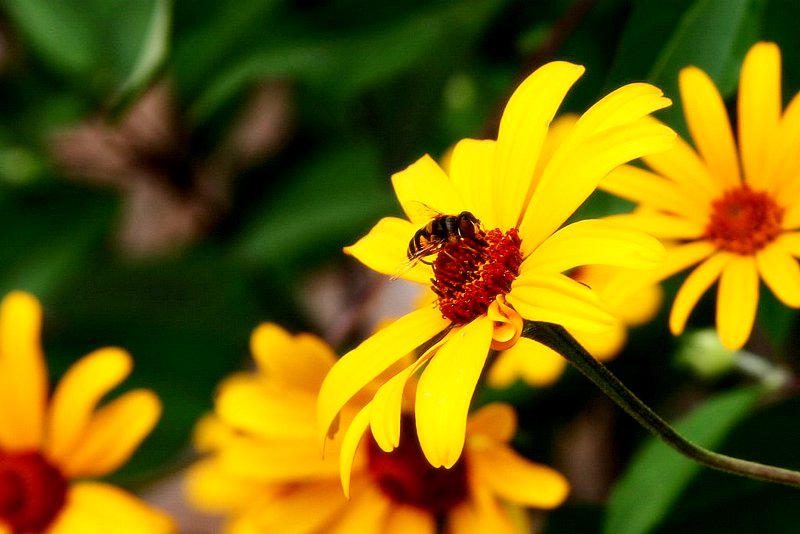 Longwood Gardens