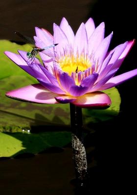 Water Lily, Longwood Gardens