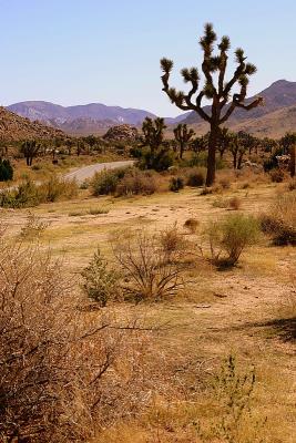 Joshua Tree NP