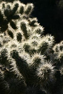 Joshua Tree NP