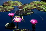 Water Lilies, Longwood Gardens