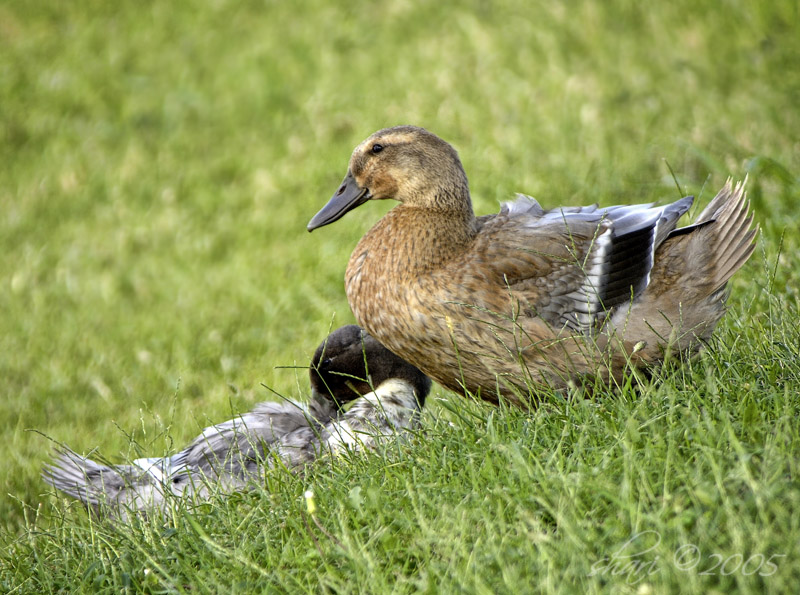 ducks 8-18-05