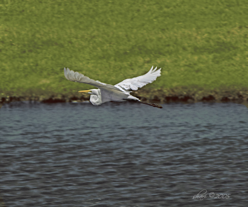 flying egret