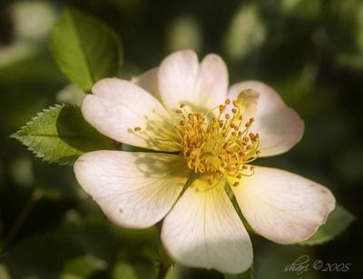 wild rose