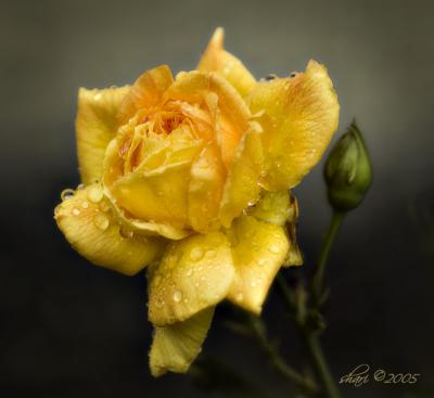 raindrops on yellow rose