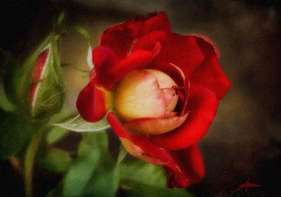 red and yellow rose with bud